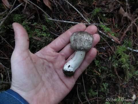 Image of field and button mushrooms