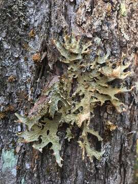 Image of lung lichen