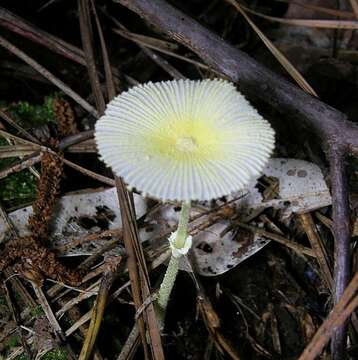 Image of Leucocoprinus fragilissimus (Ravenel ex Berk. & M. A. Curtis) Pat. 1900