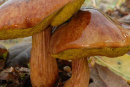 Image of Aureoboletus flaviporus (Earle) Klofac 2010