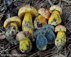 Image of Butyriboletus floridanus (Singer) G. Wu, Kuan Zhao & Zhu L. Yang 2016