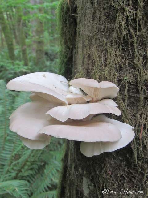 Image of Pleurotus