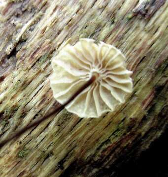 Image of Marasmius