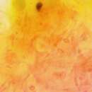 Image of Hasse's orange wall lichen