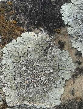 Image of rim lichens