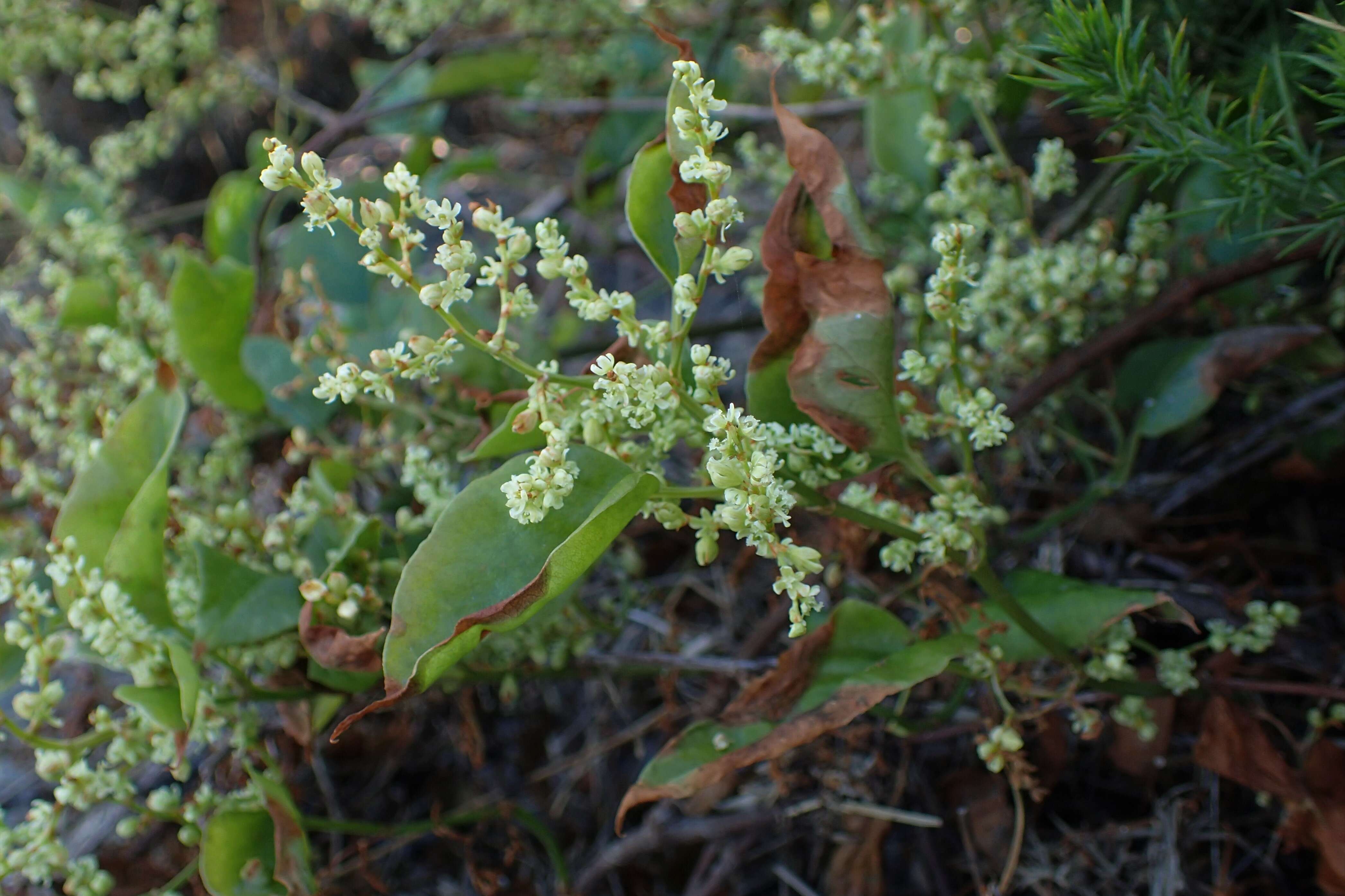 Image of Muehlenbeckia australis (Forst. fil.) Meisn.