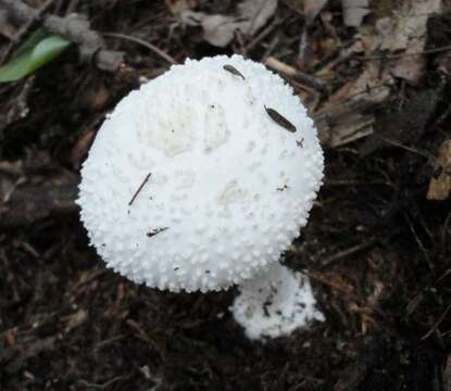 Image of Amanita abrupta Peck 1897