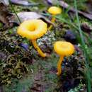 Image of Lichenomphalia chromacea (Cleland) Redhead, Lutzoni, Moncalvo & Vilgalys 2002