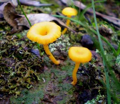 Image of Lichenomphalia