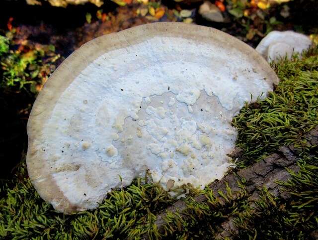 Слика од Leiotrametes