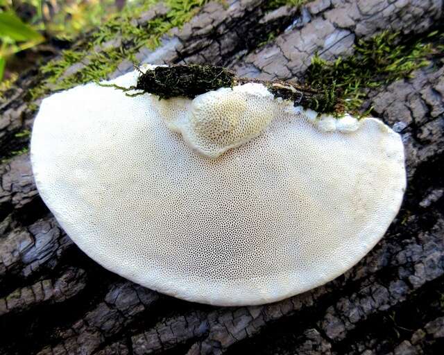 Слика од Leiotrametes