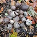 Image of Tumbling puffball