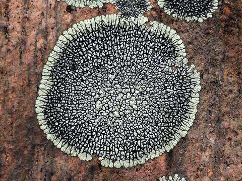 Image of mountain lichen