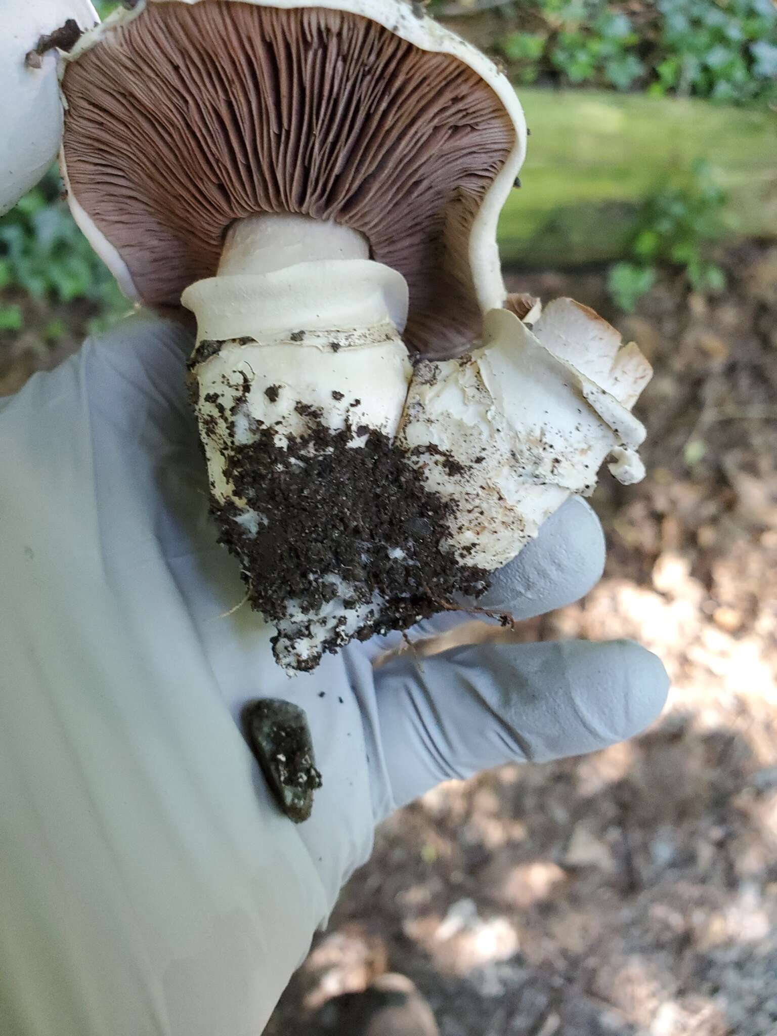 Imagem de Agaricus bitorquis (Quél.) Sacc. 1887