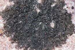 Image of blackcurly lichen