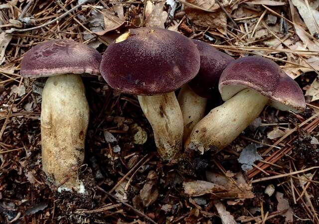 Imagem de Tylopilus rubrobrunneus Mazzer & A. H. Sm. 1967