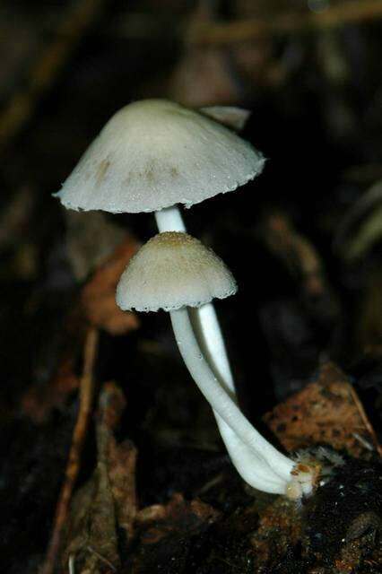 Image de Psathyrella