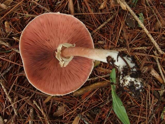 Image of Eastern Flat-topped Agaricus