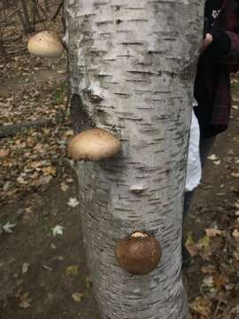 Image of Fomitopsis