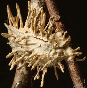 Image of Cordyceps tuberculata (Lebert) Maire 1917