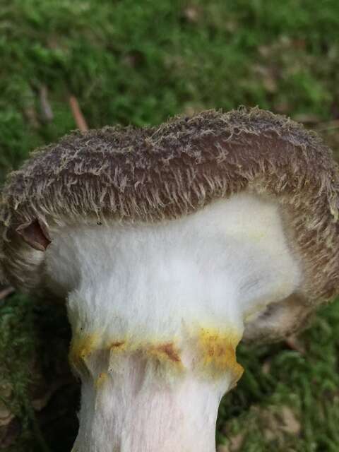 Image of Honey Fungus