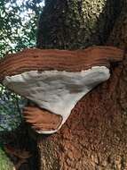 Plancia ëd Ganoderma brownii (Murrill) Gilb. 1962