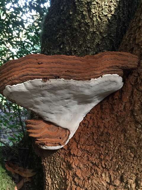 Image of Ganoderma brownii (Murrill) Gilb. 1962