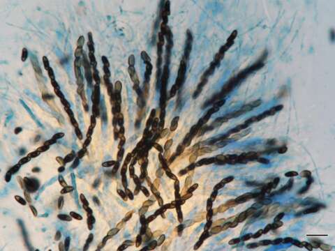 Image of <i>Xylaria liquidambar</i> J. D. Rogers, Y. M. Ju & F. San Martin