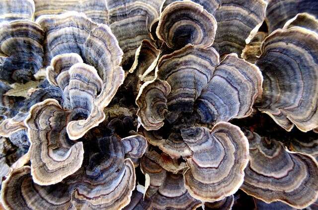 Image of Trametes