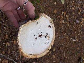 Image of Fomitopsis