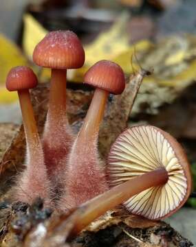 Image of Mycena atkinsoniana A. H. Sm. 1947