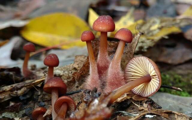 Plancia ëd Mycena atkinsoniana A. H. Sm. 1947