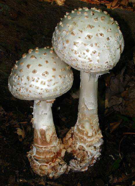 Plancia ëd Amanita daucipes (Sacc.) Lloyd 1898