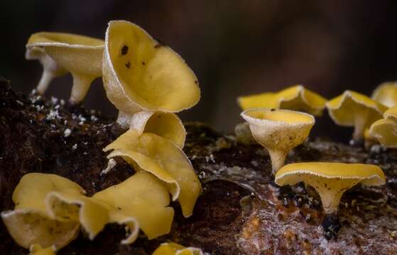 Imagem de Helvellaceae