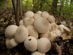 Imagem de Lycoperdon