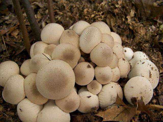 Imagem de Lycoperdon