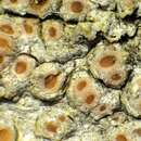 Image of California topelia lichen