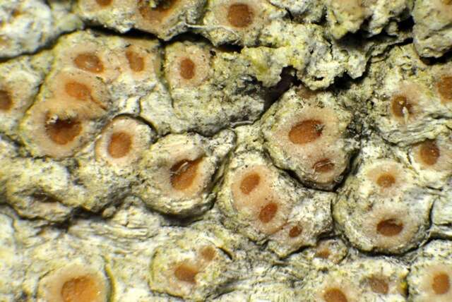 Image of topelia lichen