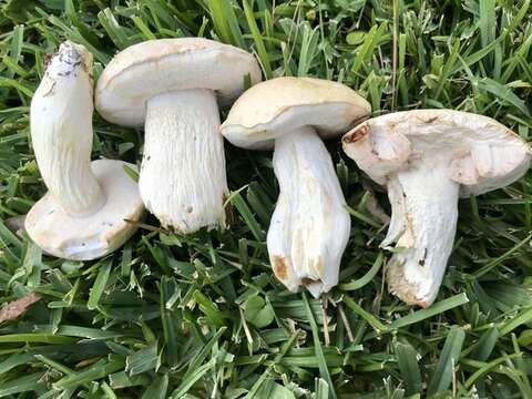 Image of Pale bitter bolete