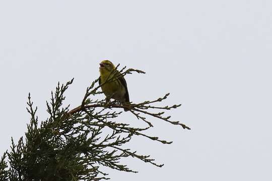 Image of serin, european serin