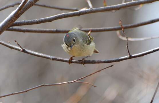 Image of goldcrests and kinglets