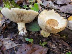 Image of <i>Stropharia hardii</i>