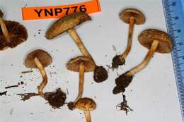 Image of Agrocybe