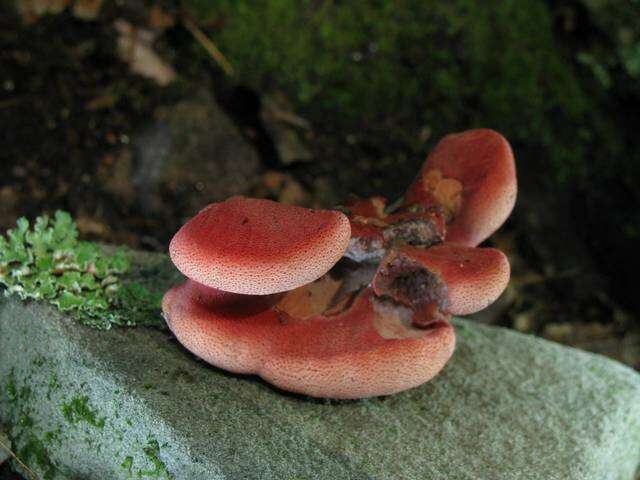 Image of Fistulinaceae