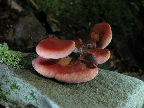 Image of Fistulinaceae