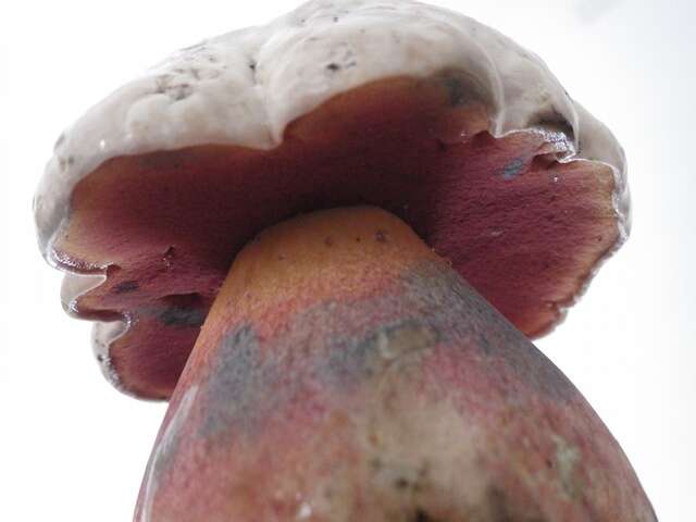 Image of Rubroboletus