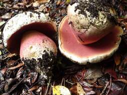 Image of Rubroboletus