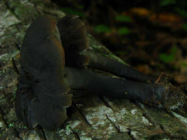 Image of Neohygrocybe