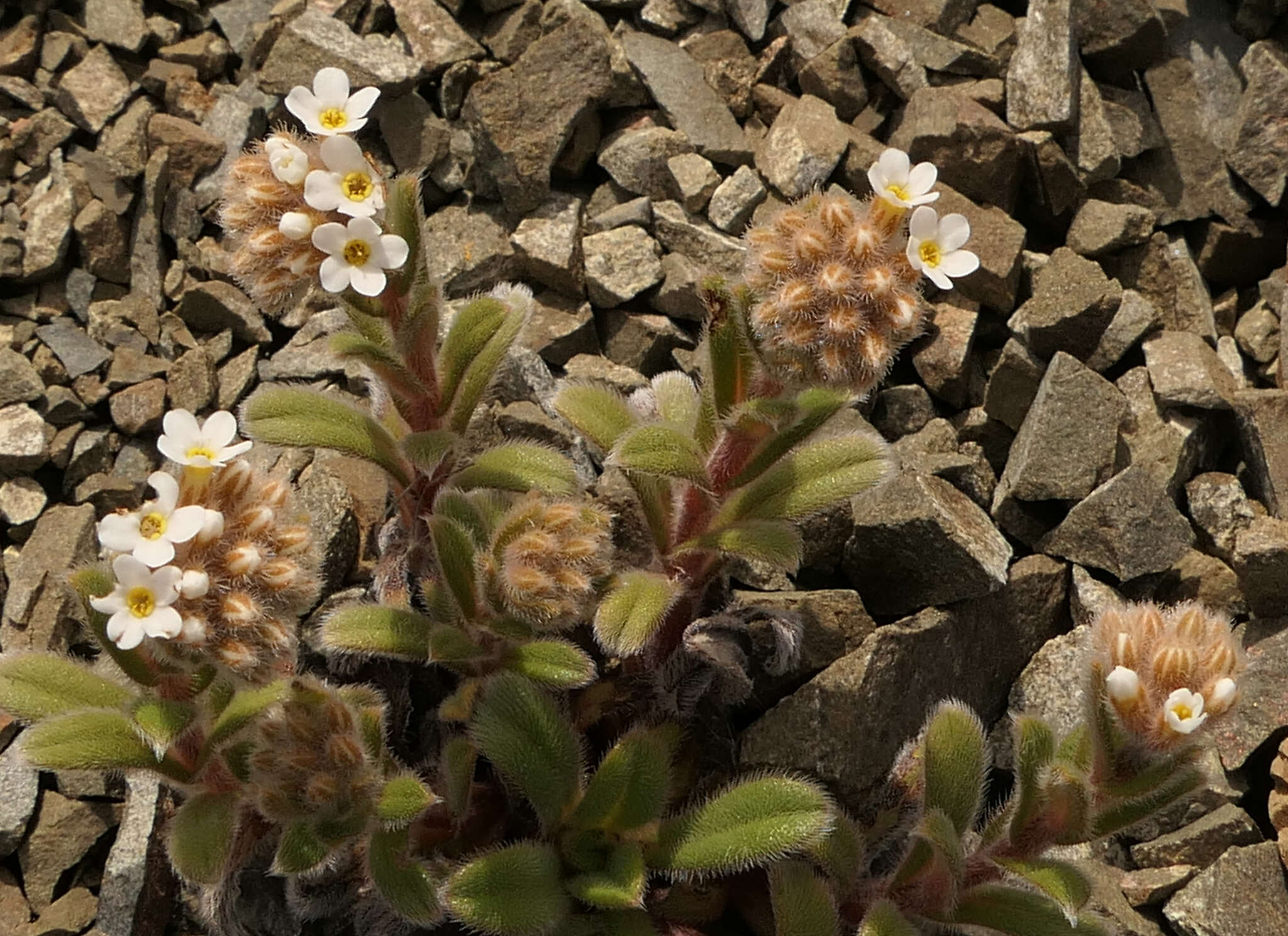 Image de Myosotis traversii Hook. fil.