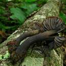 Image of Neohygrocybe subovina (Hesler & A. H. Sm.) Lodge & Padamsee 2013